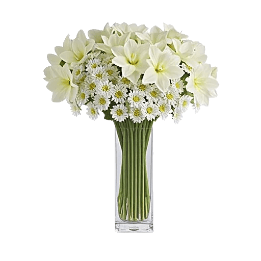 Ivory Blossom Radiance