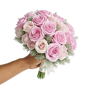 Pastel Pink Roses