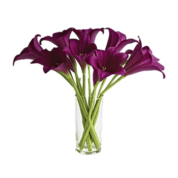 Elegant Calla Lilies