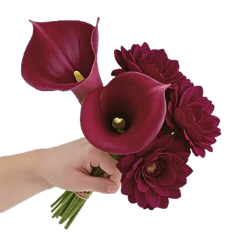 Elegant Calla Lilies