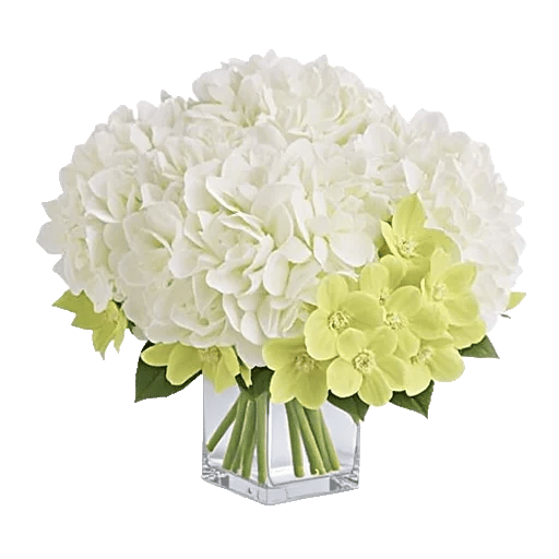 Minimalist White Orchids