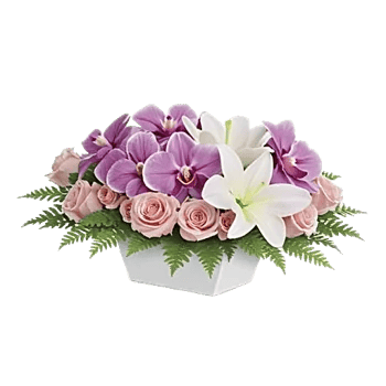 Minimalist White Orchids