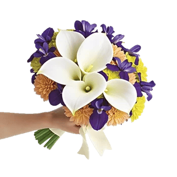 Elegant Calla Lilies