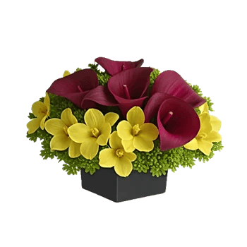 Elegant Calla Lilies
