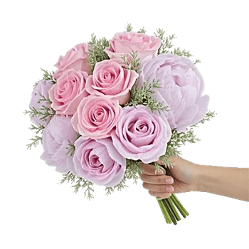 Pastel Pink Roses