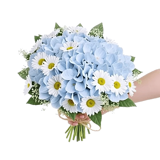 Serene Petal Harmony