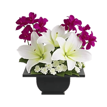 Modern White Orchids