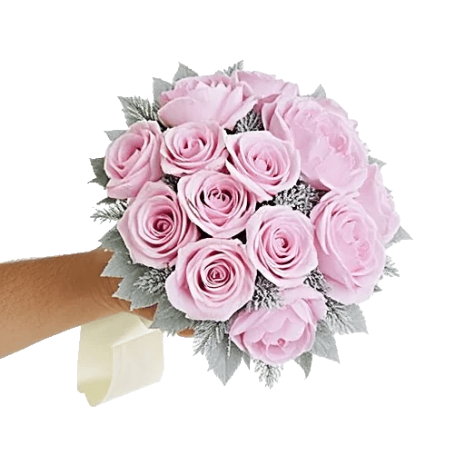 Pastel Pink Roses