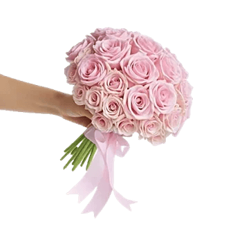 Blushing Rose Symphony