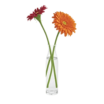 Radiant Petal Display