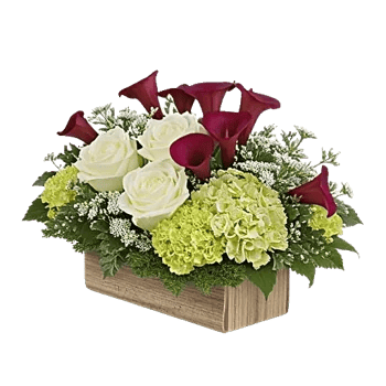 Elegant Calla Lilies