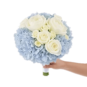 Serene Petal Harmony