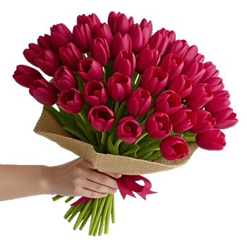 Scarlet Tulip Splendor