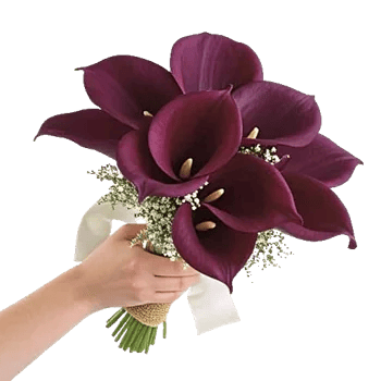 Elegant Calla Lilies