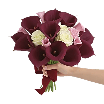 Elegant Calla Lilies