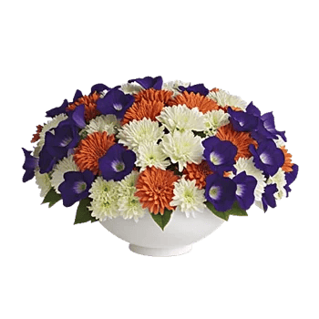 Petal Radiance Bliss