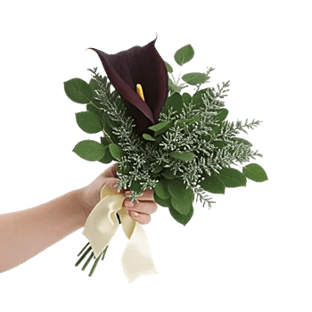 Elegant Calla Lilies