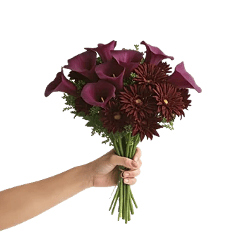 Elegant Calla Lilies