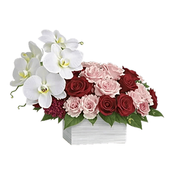 Modern White Orchids