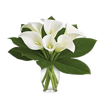 Elegant Calla Lilies