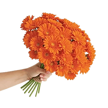 Coral Blossom Harmony