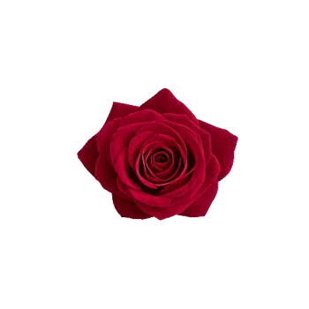 Radiant Rose Symphony