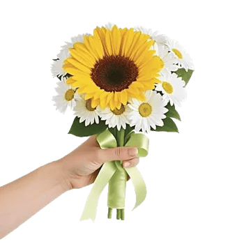 Twinkling Sunflower Dance