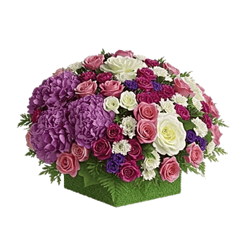 Ivory Blossom Radiance