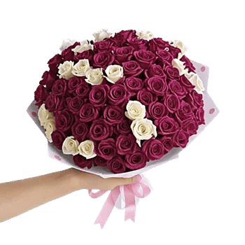 Blushing Rose Symphony