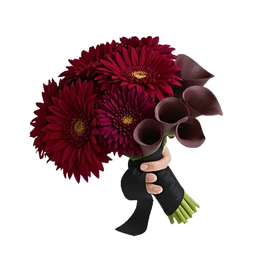 Elegant Calla Lilies