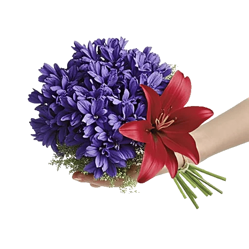 Serene Petal Harmony