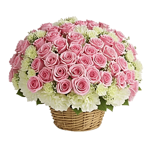 Blushing Rose Symphony
