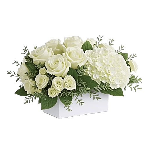 Minimalist White Orchids