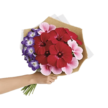 Crimson Rose Elegance