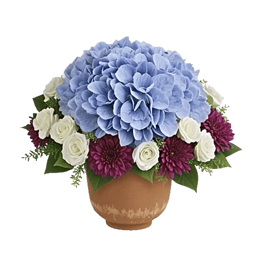 Sapphire Bloom Whisper