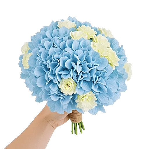 Serene Petal Harmony