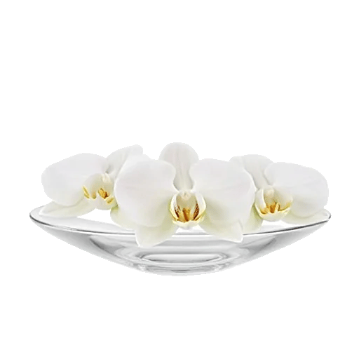Modern White Orchids