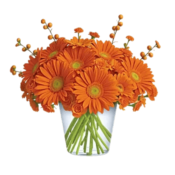 Vibrant Orange Delight