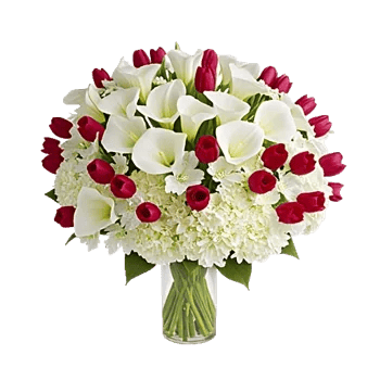 Elegant Calla Lilies