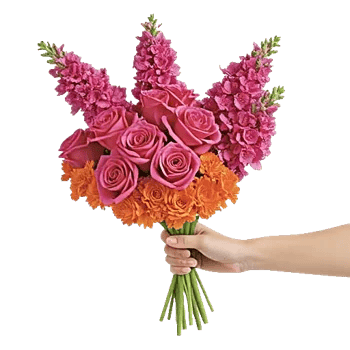 Pastel Pink Roses