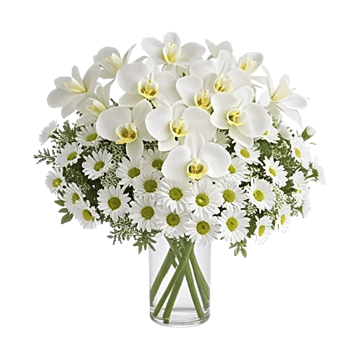 Modern White Orchids