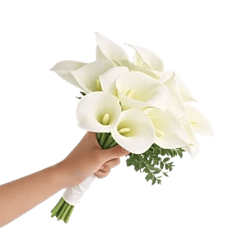 Elegant Calla Lilies