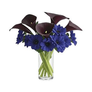 Elegant Calla Lilies