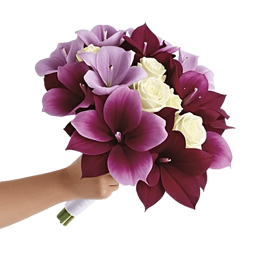 Elegant Calla Lilies