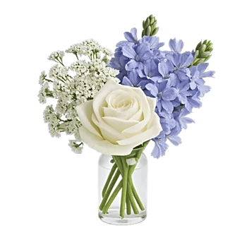 Blossom Petal Serenity