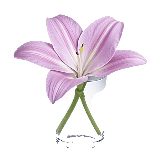 Graceful Lily Display