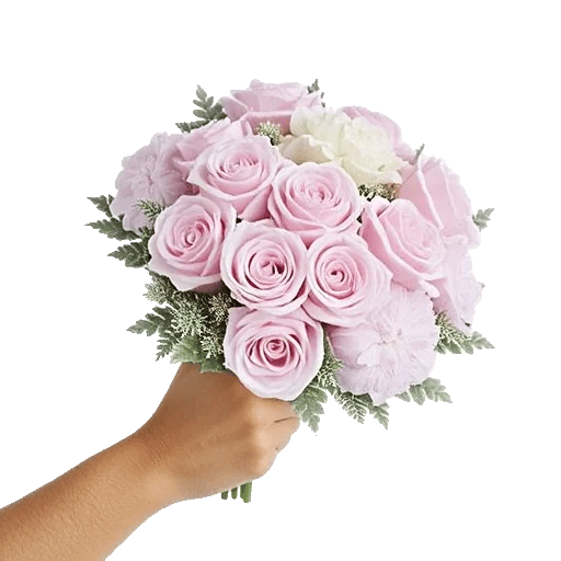 Pastel Pink Roses