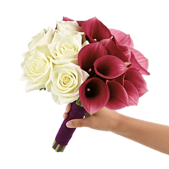 Elegant Calla Lilies