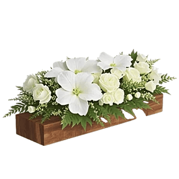 Modern White Orchids