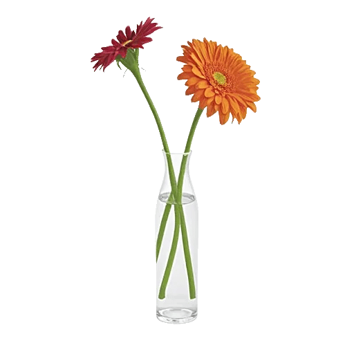 Radiant Petal Display